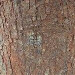 Afrocarpus falcatus പുറംതൊലി