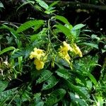Odontadenia macrantha 整株植物