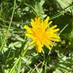 Taraxacum cucullatiforme 花