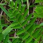 Astragalus penduliflorus ഇല