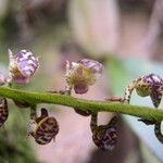 Bulbophyllum calyptratum Kwiat