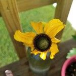 Rudbeckia trilobaBlomst