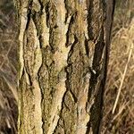 Salix alba Corteccia