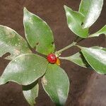 Psychotria chagrensis Плод