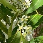 Azadirachta indica Blüte