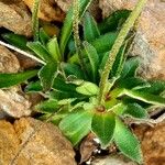 Androsace obtusifolia Likasa