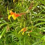 Lobelia laxiflora Floare