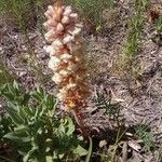 Orobanche amethystea Virág