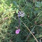 Asclepias linearis Hábito