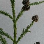 Cryptomeria japonica ᱪᱷᱟᱹᱞᱤ