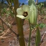 Abelmoschus esculentus Flower