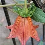 Canarina canariensis 花