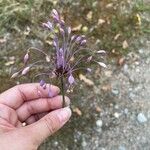 Allium carinatum Kvet