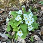 Primula vulgarisЦветок