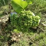 Premna serratifolia Fruit