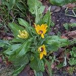 Rudbeckia hirta Vekstform