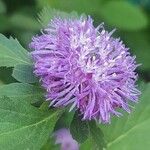 Centratherum punctatum Flor
