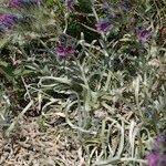 Echium albicans Habit