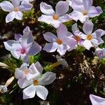 Phlox diffusa Flower