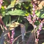 Persicaria decipiens 花