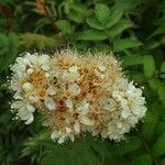 Sorbaria sorbifolia Kvet