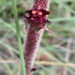 Orobanche foetida 花
