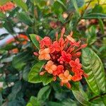 Ixora chinensisFleur