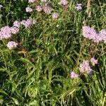 Achillea × roseoalba Natur