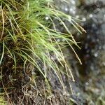 Carex esenbeckii Habit