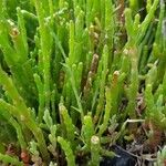 Salicornia europaeaFuelha