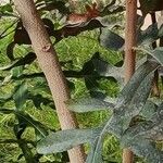 Stenocarpus sinuatus Kéreg/szár