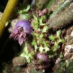 Miconia neoepiphyitca Gyümölcs