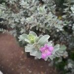 Leucophyllum candidum Flower