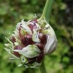 Allium sativum Fruto