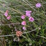 Erica tetralixFlower