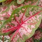 Caladium bicolor Листок