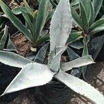 Agave asperrima Leaf