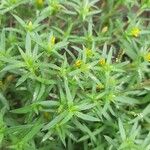 Pectis prostrata Hoja