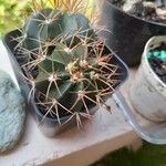 Melocactus matanzanus Цветок