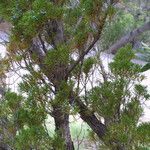 Juniperus monosperma عادت داشتن