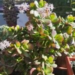 Crassula ovataBlüte