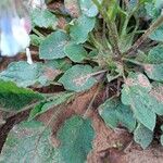 Symphytum grandiflorum Leaf