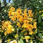 Tipuana tipu फूल