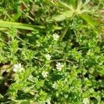 Arenaria serpyllifoliaFlower