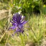 Phyteuma betonicifolium Flor