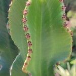 Euphorbia ingens List