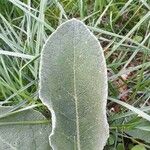 Verbascum pulverulentum Leaf