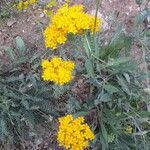 Hypericum scabrum Flower