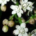 Ocotea dendrodaphne Fruto