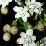 Ocotea dendrodaphne Fruit